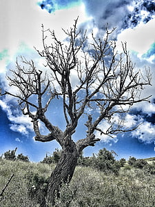 dry, pear, tree, nature, dramatic, sky, landscape