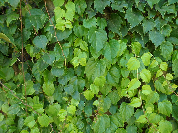creeper, hera, leaves, green, garden