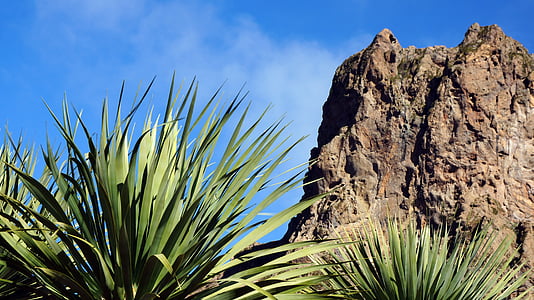 Canarische eilanden, rotsen, Bergen, planten, weergave palmen, blauwe hemel