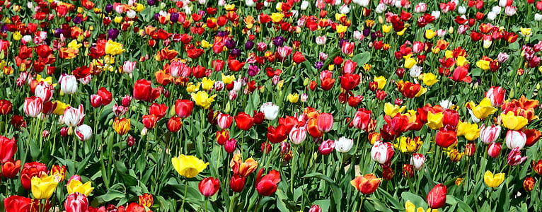 Tulpen, Tulpenfeld, tulpenbluete, Blumen, Natur, bunte, Frühling