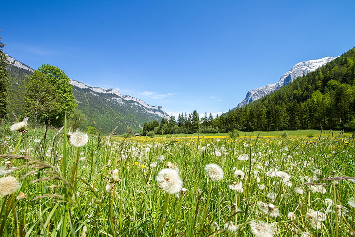 meadow, grass, idyll, dandelion, relax, landscape, green
