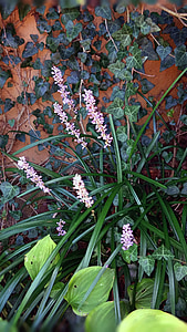 Liriope, fleur, plante, Hosta, Lierre anglais, Lierre, herbeux