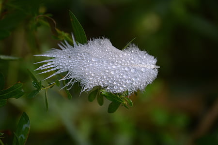 spring, wet, nature, dew, drip, plant, close-up