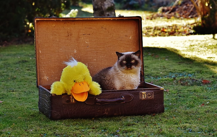 bagagem, antiguidade, gato, shorthair britânico, pato, engraçado, curioso