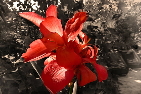 Blume, Blüte, Bloom, Frühling, Anlage, rot, Gegenlicht