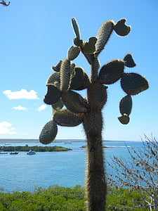 Galapagos, kaktus, rastlin, scensko, obale, bodičasto