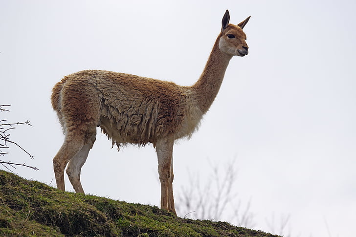 vikuňa, paarhufer, mozoly ohler, velbloud jako, Lama vicugna, Jižní Amerika, Andes