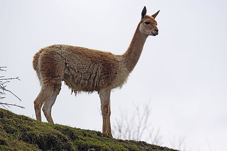 VICUÑA, paarhufer, kovettumia Öhler, kameli kaltainen, Lama vicugna, Etelä-Amerikka, Andes