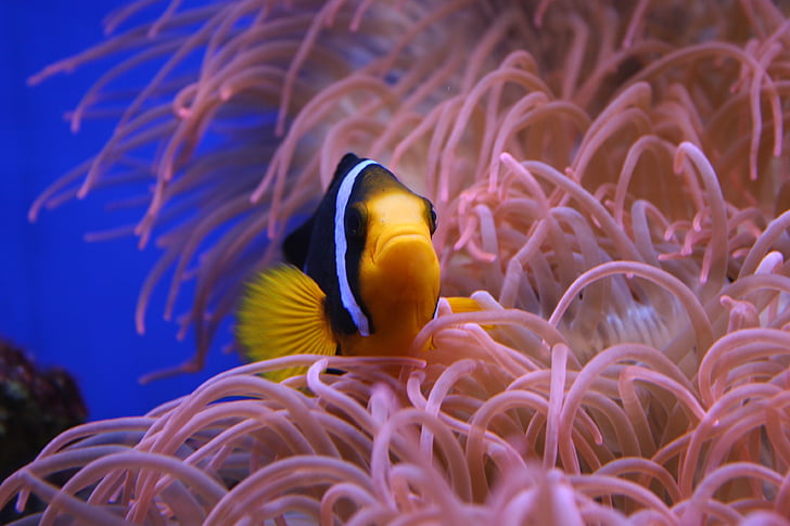 clown fish, nemo, animal, nature, wild, wildlife, underwater