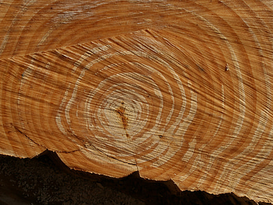 lesa, letno obroči, struktura, narave, zrn, sawed izklop, blizu