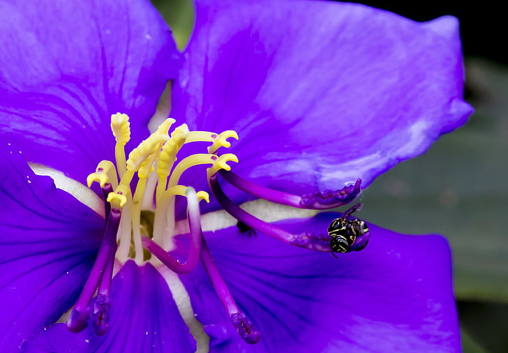 abejas, flor, natural