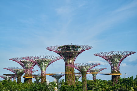 Singapur, Park, maastik, värviline pilt, Aed, puud, Aasia