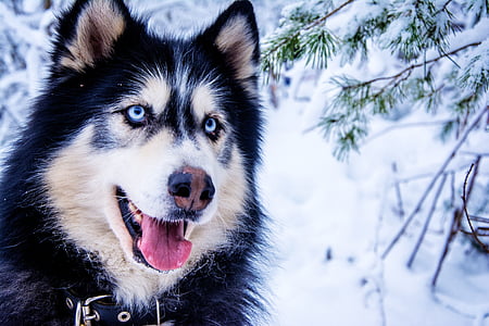 Huskies, gos de neu, gos de trineu, animal, pelatge, gos, ull blau