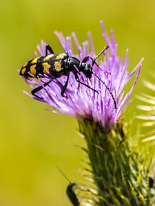 Beetle, insecte, nature, animal