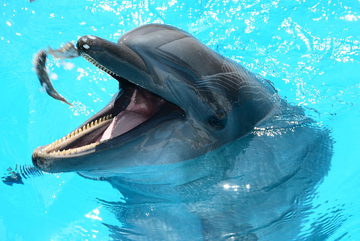 dofins, vida marina, peix en aigües, oceàniques, peix, mamífers, Mostra el