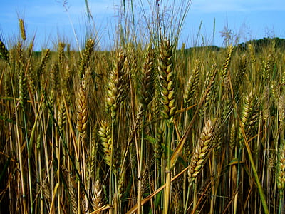 ušesa pšenice, zelenkasto-rumene, pridelek žit