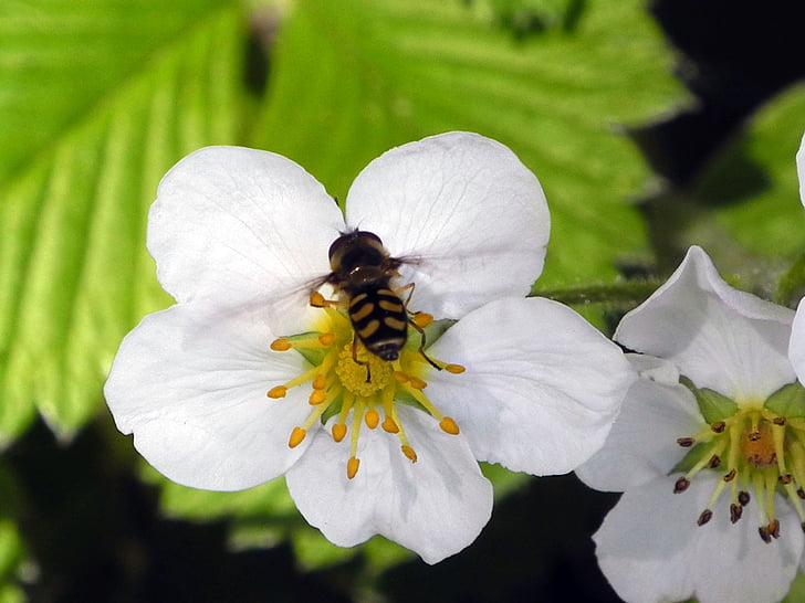 flor de maduixa, blanc, primavera, natura, tancar, insecte