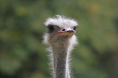 bird, ostrich, wildlife photography, africa, flightless bird, creature, animal