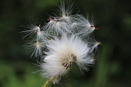 dandelion, seeds, nature, plant, light, flyaway, flower