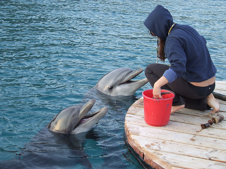 treneris ar delfīnu, abi delfīni, treneris, okeāns, jūras, delfīns, zīdītāji