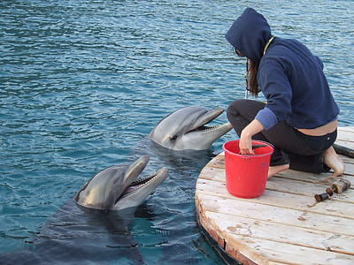 trainer with dolphin, two dolphins, trainer, ocean, marine, dolphin, mammals
