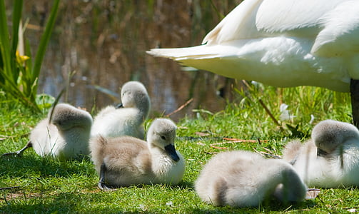 cygnets, Swan, lebădă tânără, pasăre, păsări, drăguţ, tineri