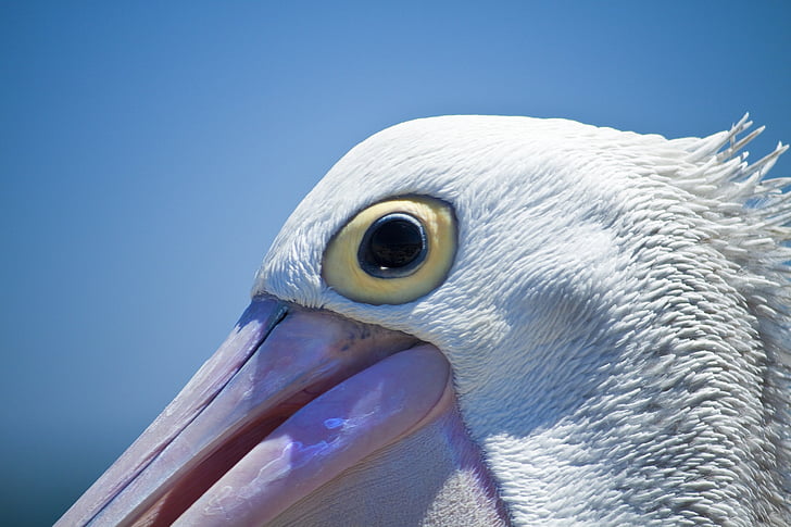 pelican, bird, coast, wildlife, water, beak, pelecanus