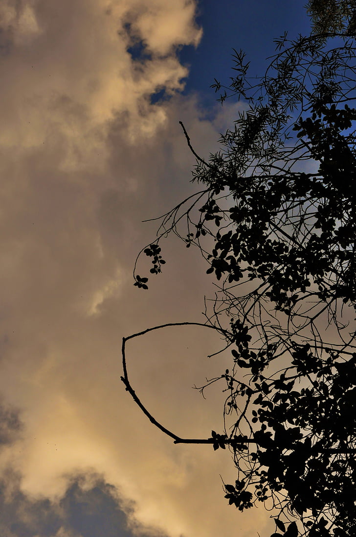cel, núvols, posta de sol, arbre, nit, Polònia