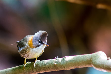 aves de mt-de-cristado, Doi phu kha, aves selvagens, pássaro, temas de animais, vida selvagem animal, animais na selva
