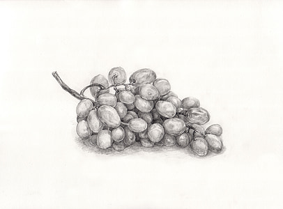 виноград, живопись, Рисование