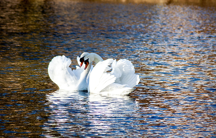 swan, love, pair, romantic, bird, water, pond