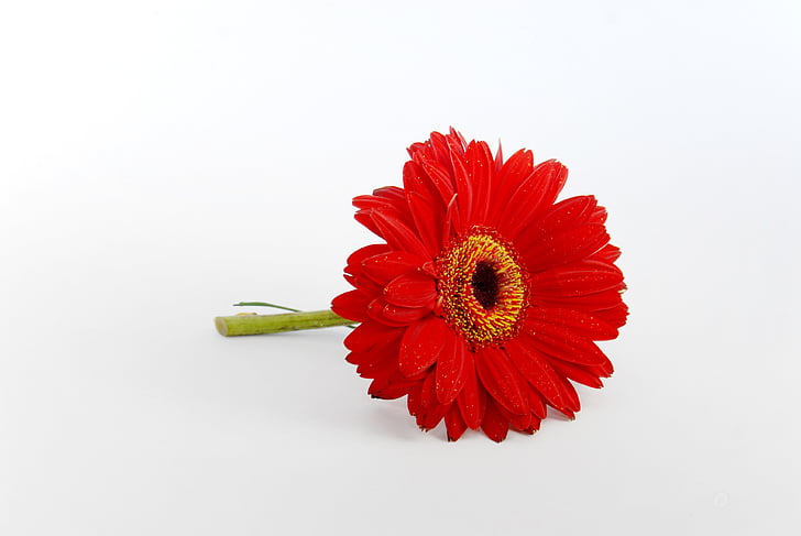 flower, red, floral