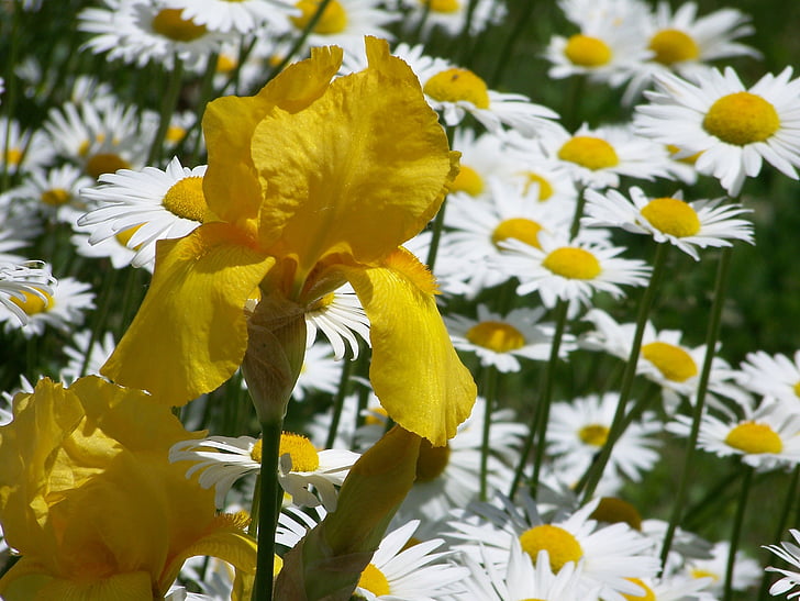 yellow, iris, daisy, daisies, spring, flowers