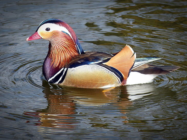 duck, mandarin ducks, water bird, duck bird, ornamental duck, male, plumage