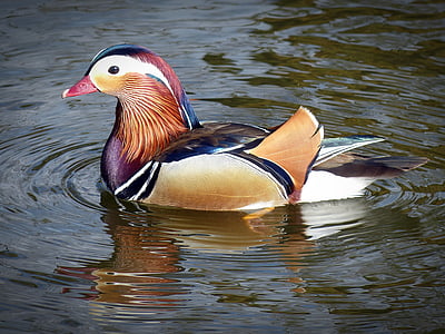 pato, patos mandarim, ave aquática, pássaro de pato, pato ornamentais, macho, plumagem