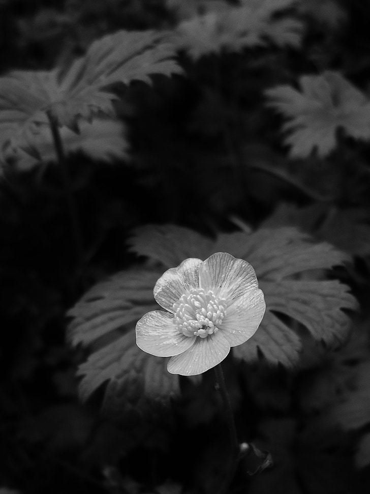 flower, buttercup, black and white
