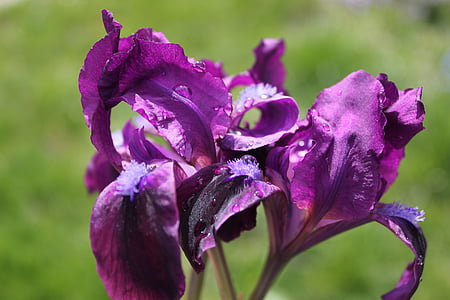 violetti, kukka, violetit kukat, violetti kukka, kasvi, kukat, Luonto