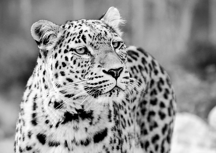 Perzische Luipaard, Leopard, zwart-wit, zwart witte opname, Portret, sluiten, weergave