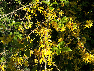 forsythia, yellow, spring, gold lilac, golden bells, blossom, bloom