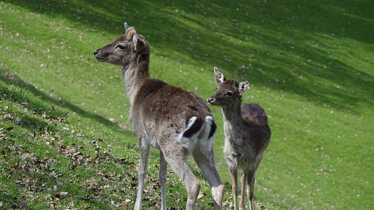 Roe deer, hutan, tanduk, rusa Bera, hewan, Hirsch, alam