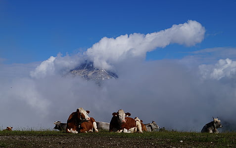 cows, alm mountains, pasture, alpine, mountain, nature, agriculture