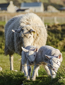 schapen, lam, lente, landbouw, wol, vee, groen