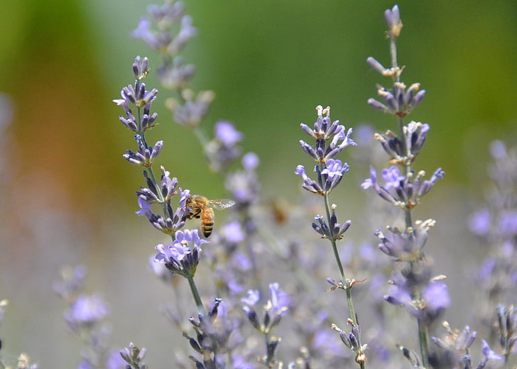 pszczoły miodnej, miód, Pszczoła, kwiat, fioletowy, Lawenda, owad