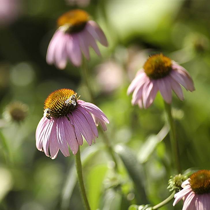 insecte, miere, albine, gradina, flori, polenizează, polenizatoare