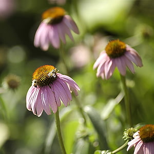 insetos, Querida, abelhas, jardim, flores, polinizam, polinizadoras