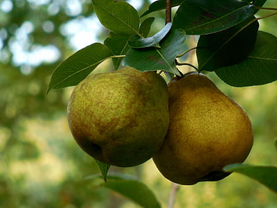 pair, pears, two, fruit, fresh, organic, food