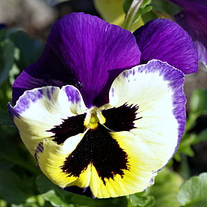 pansy, flower, blue, yellow, black, colored, discounts