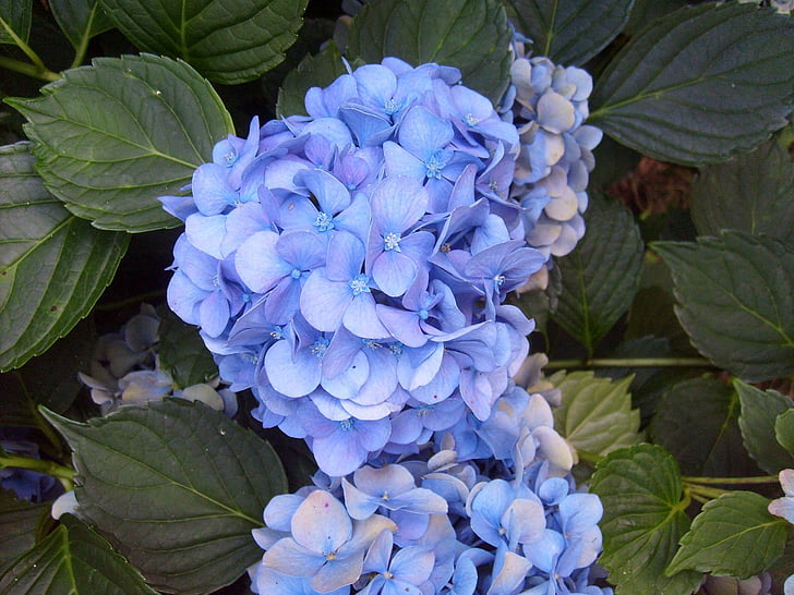 hortenzije, modra, vijolična, cvet, cvet, cvetlični, cvet