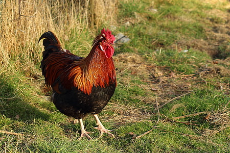 hahn, poultry, bird, male fowl, gallus gallus domesticus, farm, chicken - Bird