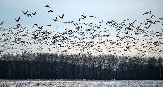 gansos selvagens, bando de pássaros, Inverno, neve, aves migratórias, enxame, gansos